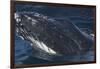 Barnacle Covered Mouth of Humpback Whale-DLILLC-Framed Photographic Print