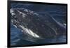 Barnacle Covered Mouth of Humpback Whale-DLILLC-Framed Photographic Print