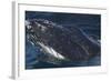 Barnacle Covered Mouth of Humpback Whale-DLILLC-Framed Photographic Print