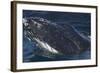 Barnacle Covered Mouth of Humpback Whale-DLILLC-Framed Photographic Print