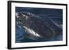 Barnacle Covered Mouth of Humpback Whale-DLILLC-Framed Photographic Print