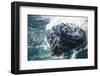 Barnacle Covered Mouth of Humpback Whale-DLILLC-Framed Photographic Print