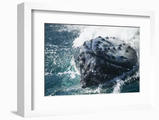 Barnacle Covered Mouth of Humpback Whale-DLILLC-Framed Photographic Print