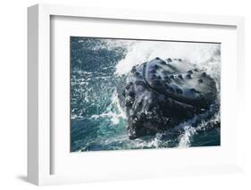 Barnacle Covered Mouth of Humpback Whale-DLILLC-Framed Photographic Print