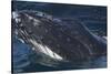 Barnacle Covered Mouth of Humpback Whale-DLILLC-Stretched Canvas