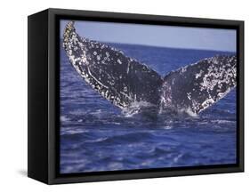Barnacle-Encrusted Whale Tail-Amos Nachoum-Framed Stretched Canvas