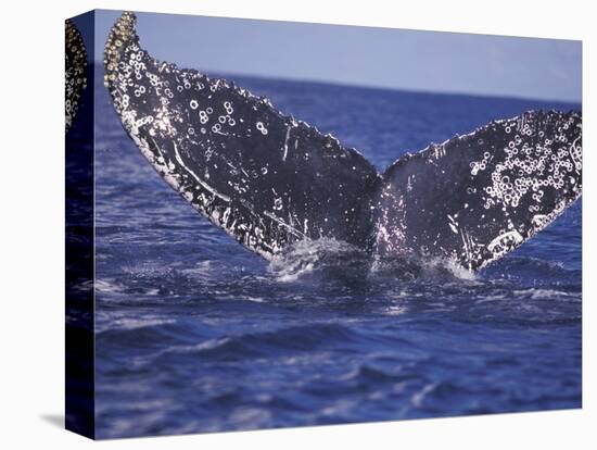 Barnacle-Encrusted Whale Tail-Amos Nachoum-Stretched Canvas