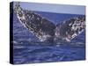 Barnacle-Encrusted Whale Tail-Amos Nachoum-Stretched Canvas