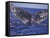 Barnacle-Encrusted Whale Tail-Amos Nachoum-Framed Stretched Canvas