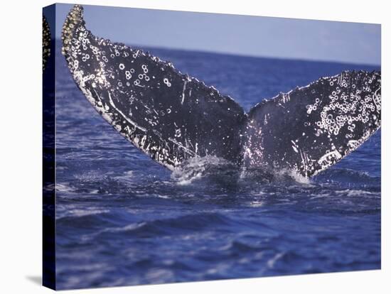 Barnacle-Encrusted Whale Tail-Amos Nachoum-Stretched Canvas