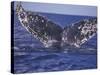Barnacle-Encrusted Whale Tail-Amos Nachoum-Stretched Canvas