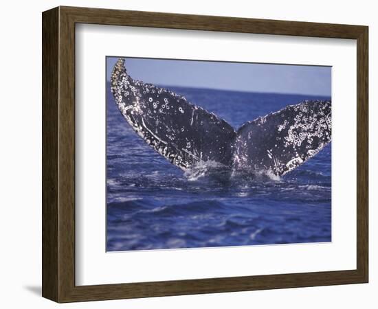 Barnacle-Encrusted Whale Tail-Amos Nachoum-Framed Photographic Print