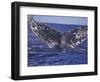 Barnacle-Encrusted Whale Tail-Amos Nachoum-Framed Photographic Print