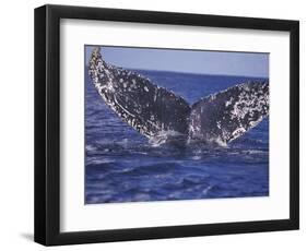 Barnacle-Encrusted Whale Tail-Amos Nachoum-Framed Photographic Print