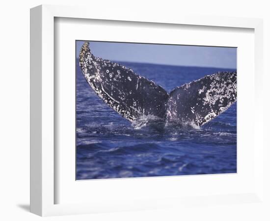 Barnacle-Encrusted Whale Tail-Amos Nachoum-Framed Photographic Print