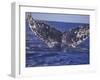 Barnacle-Encrusted Whale Tail-Amos Nachoum-Framed Photographic Print