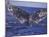 Barnacle-Encrusted Whale Tail-Amos Nachoum-Mounted Photographic Print