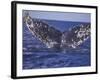 Barnacle-Encrusted Whale Tail-Amos Nachoum-Framed Photographic Print