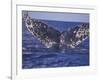 Barnacle-Encrusted Whale Tail-Amos Nachoum-Framed Photographic Print