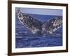 Barnacle-Encrusted Whale Tail-Amos Nachoum-Framed Photographic Print