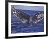 Barnacle-Encrusted Whale Tail-Amos Nachoum-Framed Photographic Print