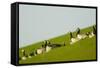 Barnacle Geese (Branta Leucopsis) in Field, Westerhever, Germany, April 2009-Novák-Framed Stretched Canvas