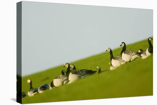 Barnacle Geese (Branta Leucopsis) in Field, Westerhever, Germany, April 2009-Novák-Stretched Canvas