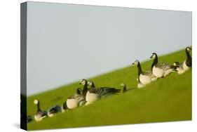 Barnacle Geese (Branta Leucopsis) in Field, Westerhever, Germany, April 2009-Novák-Stretched Canvas