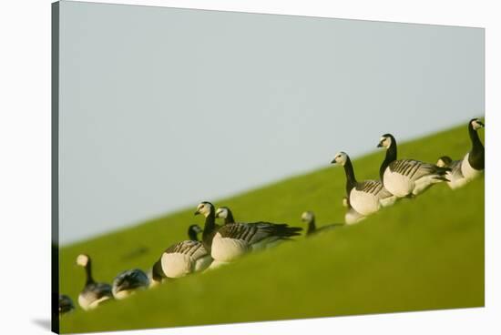 Barnacle Geese (Branta Leucopsis) in Field, Westerhever, Germany, April 2009-Novák-Stretched Canvas