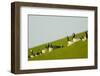 Barnacle Geese (Branta Leucopsis) in Field, Westerhever, Germany, April 2009-Novák-Framed Photographic Print