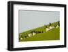 Barnacle Geese (Branta Leucopsis) in Field, Westerhever, Germany, April 2009-Novák-Framed Photographic Print