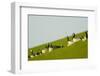 Barnacle Geese (Branta Leucopsis) in Field, Westerhever, Germany, April 2009-Novák-Framed Photographic Print