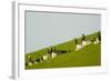 Barnacle Geese (Branta Leucopsis) in Field, Westerhever, Germany, April 2009-Novák-Framed Photographic Print