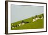 Barnacle Geese (Branta Leucopsis) in Field, Westerhever, Germany, April 2009-Novák-Framed Photographic Print