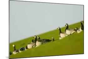 Barnacle Geese (Branta Leucopsis) in Field, Westerhever, Germany, April 2009-Novák-Mounted Photographic Print