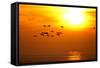 Barnacle Geese (Branta Leucopsis) in Flight at Sunset, Caerlaverock Wwt, Scotland, Solway, UK-Danny Green-Framed Stretched Canvas