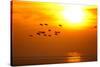 Barnacle Geese (Branta Leucopsis) in Flight at Sunset, Caerlaverock Wwt, Scotland, Solway, UK-Danny Green-Stretched Canvas