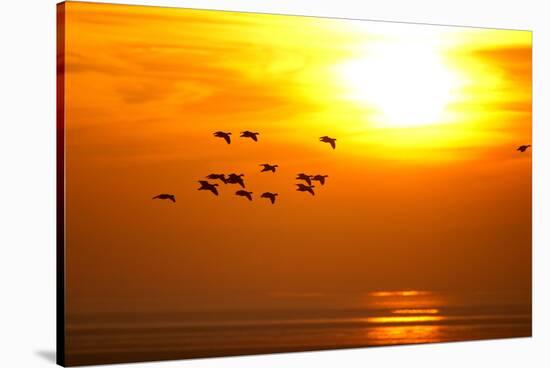 Barnacle Geese (Branta Leucopsis) in Flight at Sunset, Caerlaverock Wwt, Scotland, Solway, UK-Danny Green-Stretched Canvas