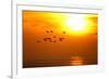 Barnacle Geese (Branta Leucopsis) in Flight at Sunset, Caerlaverock Wwt, Scotland, Solway, UK-Danny Green-Framed Photographic Print