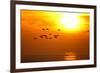 Barnacle Geese (Branta Leucopsis) in Flight at Sunset, Caerlaverock Wwt, Scotland, Solway, UK-Danny Green-Framed Photographic Print