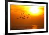 Barnacle Geese (Branta Leucopsis) in Flight at Sunset, Caerlaverock Wwt, Scotland, Solway, UK-Danny Green-Framed Photographic Print