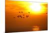 Barnacle Geese (Branta Leucopsis) in Flight at Sunset, Caerlaverock Wwt, Scotland, Solway, UK-Danny Green-Mounted Photographic Print