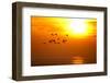 Barnacle Geese (Branta Leucopsis) in Flight at Sunset, Caerlaverock Wwt, Scotland, Solway, UK-Danny Green-Framed Photographic Print