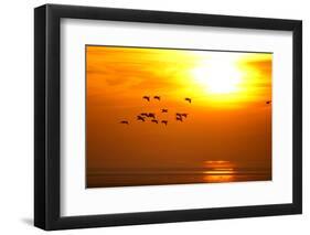 Barnacle Geese (Branta Leucopsis) in Flight at Sunset, Caerlaverock Wwt, Scotland, Solway, UK-Danny Green-Framed Photographic Print