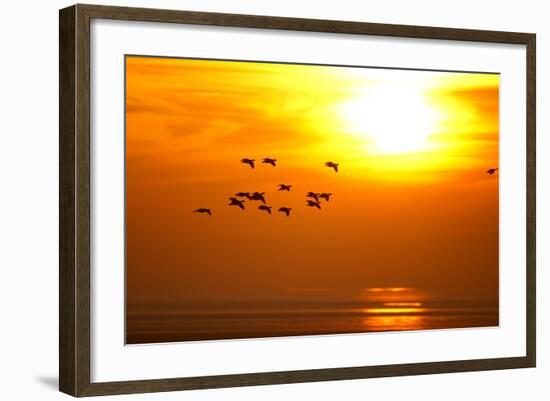 Barnacle Geese (Branta Leucopsis) in Flight at Sunset, Caerlaverock Wwt, Scotland, Solway, UK-Danny Green-Framed Photographic Print