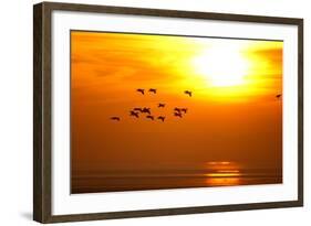 Barnacle Geese (Branta Leucopsis) in Flight at Sunset, Caerlaverock Wwt, Scotland, Solway, UK-Danny Green-Framed Photographic Print