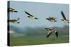 Barnacle Geese (Branta Leucopsis) in Flight, Westerhever, Germany, April 2009-Novák-Stretched Canvas