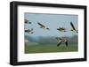 Barnacle Geese (Branta Leucopsis) in Flight, Westerhever, Germany, April 2009-Novák-Framed Photographic Print