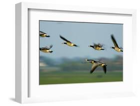 Barnacle Geese (Branta Leucopsis) in Flight, Westerhever, Germany, April 2009-Novák-Framed Photographic Print