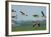 Barnacle Geese (Branta Leucopsis) in Flight, Westerhever, Germany, April 2009-Novák-Framed Photographic Print